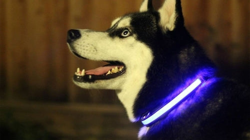 LED Light-Up Dog Collar for Night Safety